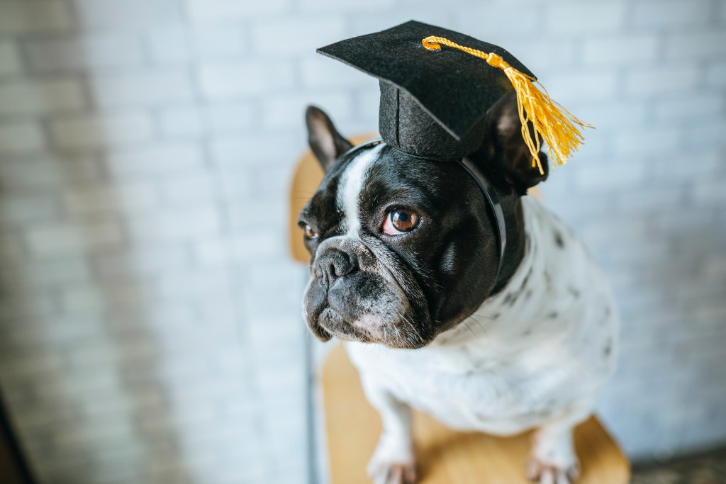 The Meme Machine – When Humor Becomes a Political&nbsp;Weapon